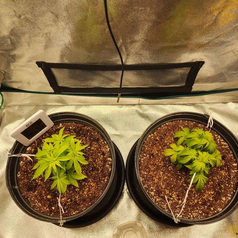 White Widow Coastal Mary #1 growlog photo: P1 d49
P2 d43