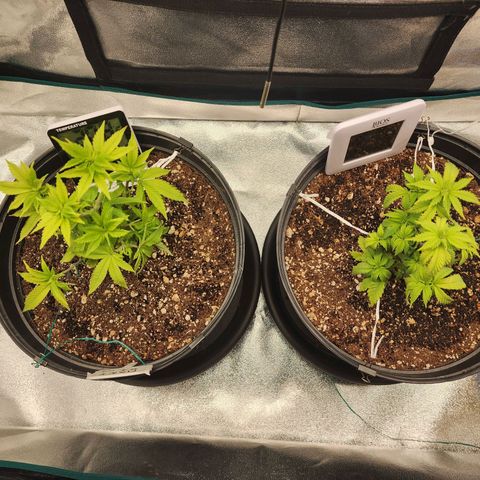 White Widow Coastal Mary #1 growlog photo: P1 7.5".  P2 6.5"