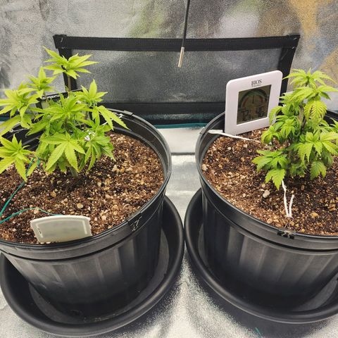 White Widow Coastal Mary #1 growlog photo: P1 7.5".  P2 6.5"