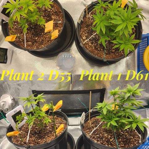 White Widow Coastal Mary #1 growlog photo: Both