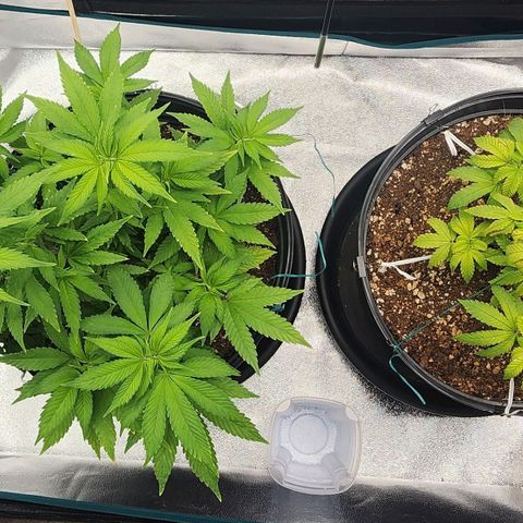 White Widow Coastal Mary #1 growlog photo: P1 day 85, Plant 2 day 79