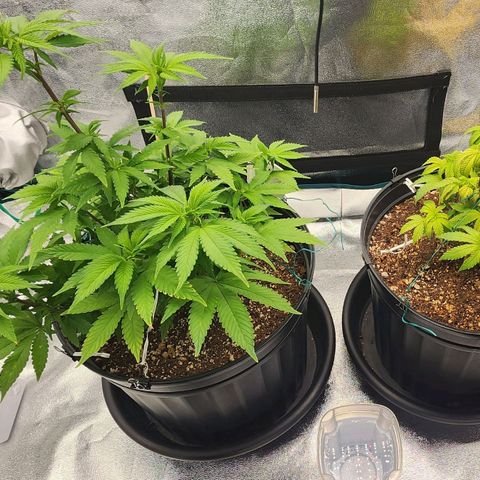 White Widow Coastal Mary #1 growlog photo: P1 day 85, Plant 2 day 79