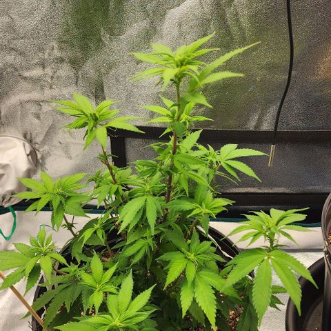 White Widow Coastal Mary #1 growlog photo: P1 91
P2 85
Flower d4