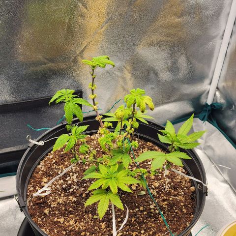 White Widow Coastal Mary #1 growlog photo: P1 91
P2 85
Flower d4