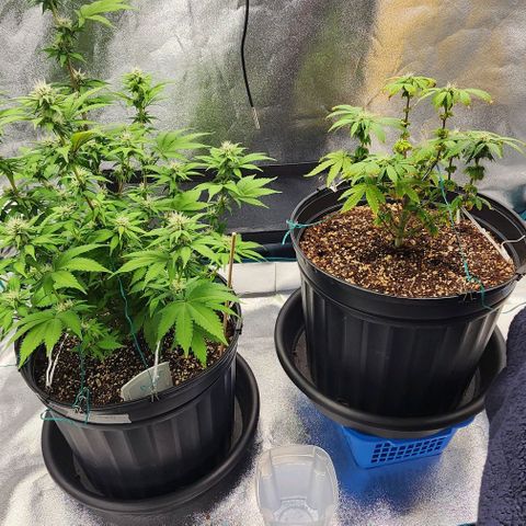 White Widow Coastal Mary #1 growlog photo: Both