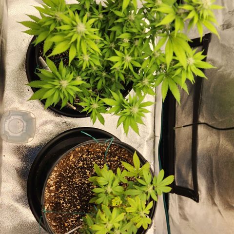 White Widow Coastal Mary #1 growlog photo: Both