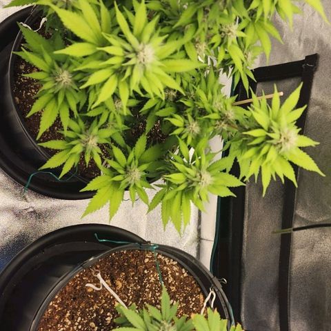 White Widow Coastal Mary #1 growlog timeline photo