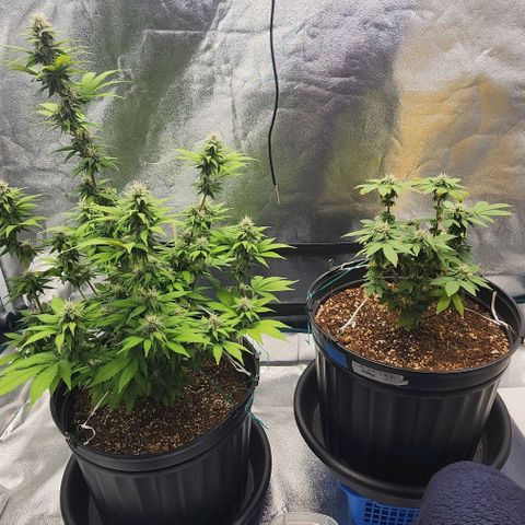 White Widow Coastal Mary #1 growlog timeline photo
