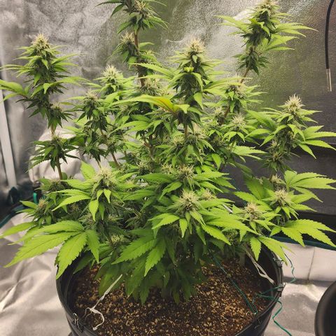 White Widow Coastal Mary #1 growlog timeline photo