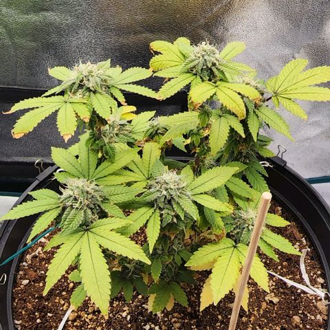 White Widow Coastal Mary #1 growlog photo: Flower day 37