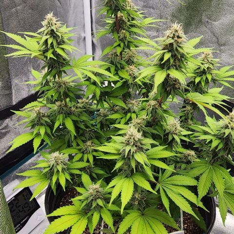 White Widow Coastal Mary #1 growlog photo: Flower day 37