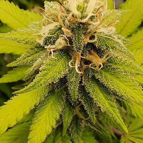 White Widow Coastal Mary #1 growlog timeline photo