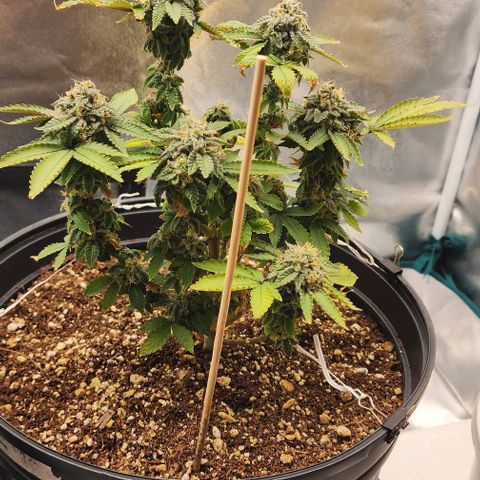 White Widow Coastal Mary #1 growlog photo: 1 & 2 day