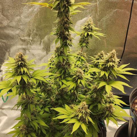 White Widow Coastal Mary #1 growlog photo: 1 & 2 day