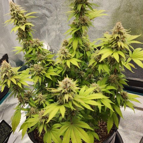 White Widow Coastal Mary #1 growlog photo: Plant 1 d58