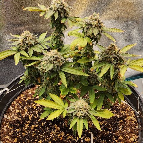 White Widow Coastal Mary #1 growlog photo: Plant 2 d58