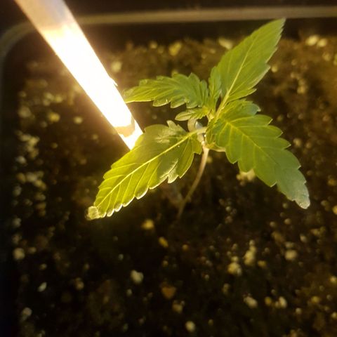 Genética desconocida growlog photo: Groot desarrollandose sin ningún problema aparente. Fenix sigue en la lucha por vivir