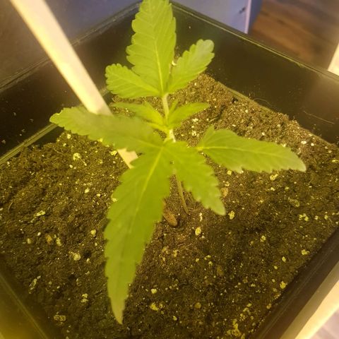 Genética desconocida growlog photo: Fenix empieza a crecer como debería, aún algo débil pero ganó su nombre. Groot avanza a grandes pasos 