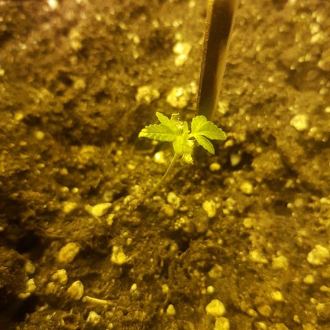 Genética desconocida growlog photo: Fenix empieza a crecer como debería, aún algo débil pero ganó su nombre. Groot avanza a grandes pasos 