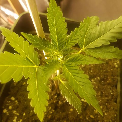 Genética desconocida growlog photo: Groot comienza a desprender el característico olor de la planta. 
Fenix continúa pequeño, pero creciendo día a día