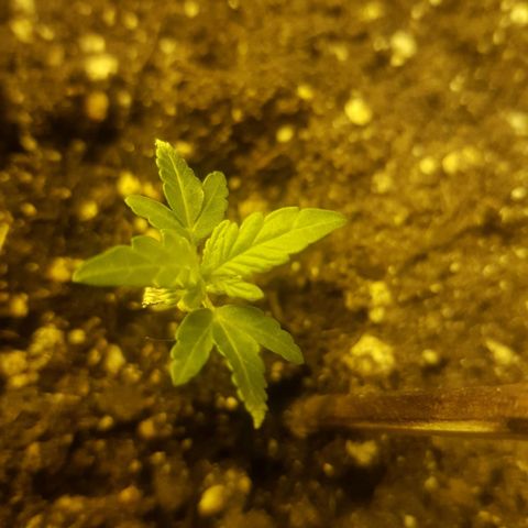 Genética desconocida growlog photo: Groot comienza a desprender el característico olor de la planta. 
Fenix continúa pequeño, pero creciendo día a día