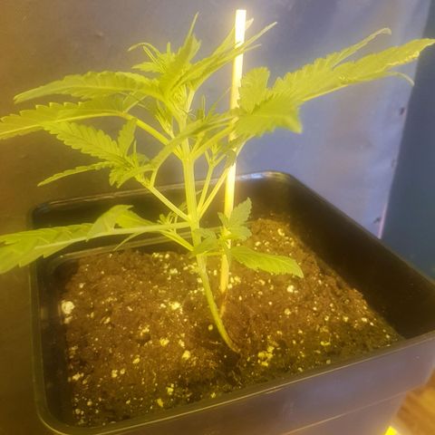 Genética desconocida growlog timeline photo