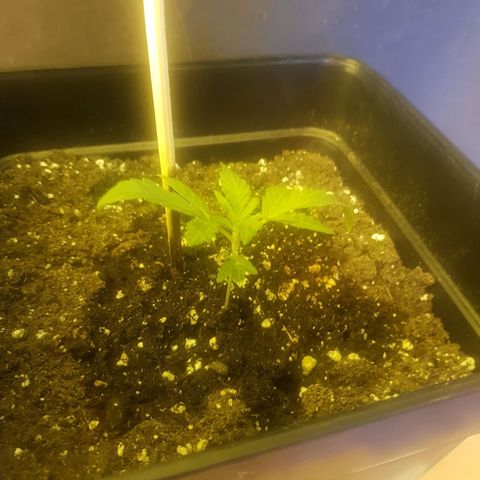 Genética desconocida growlog timeline photo