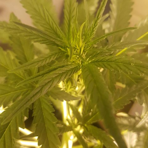 Genética desconocida growlog photo: Groot enseñando su pre flor