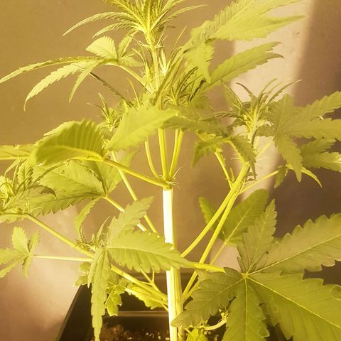 Genética desconocida growlog photo: Groot enseñando su pre flor
