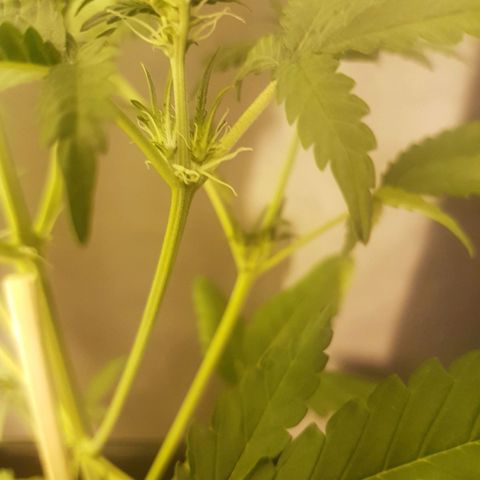 Genética desconocida growlog photo: Groot enseñando su pre flor