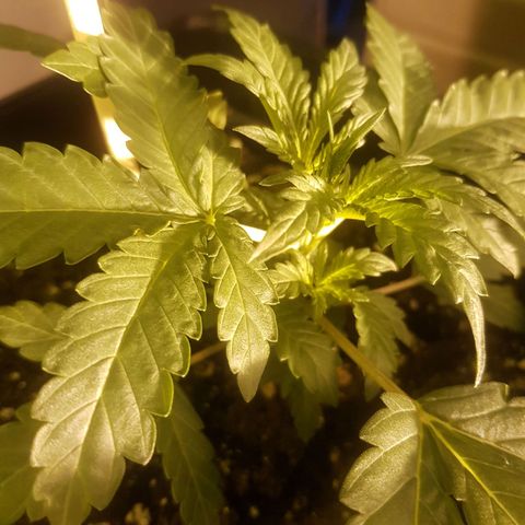 Genética desconocida growlog photo: Fenix comienza su etapa vegetativa de crecimiento acelerado, aún no enseña sus pre flores, lo que confirma el retraso en su crecimiento debido a su experiencia extremadamente cercana a la muerte. 
Espero sus resultados sean favorables. Mantendremos la observación sobre ella