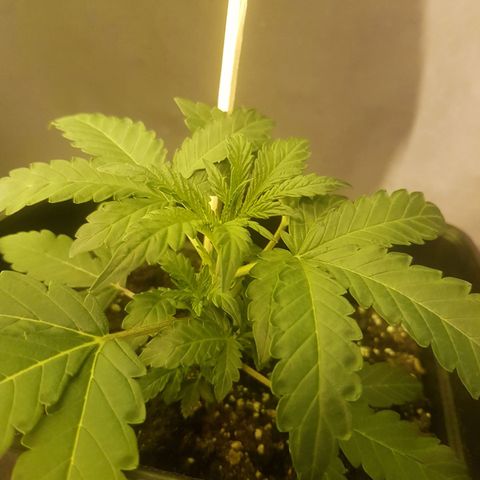 Genética desconocida growlog photo: Fenix comienza su etapa vegetativa de crecimiento acelerado, aún no enseña sus pre flores, lo que confirma el retraso en su crecimiento debido a su experiencia extremadamente cercana a la muerte. 
Espero sus resultados sean favorables. Mantendremos la observación sobre ella