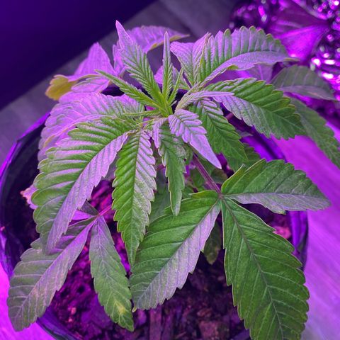 Unknown strain growlog photo: Varies stages of plant growth