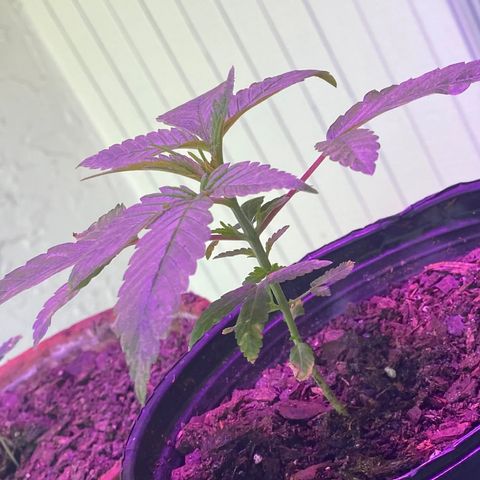 Unknown strain growlog photo: Pics