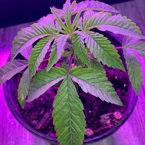 Unknown strain growlog photo: Pics