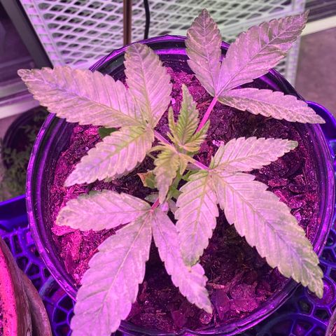 Unknown strain growlog photo: Pics