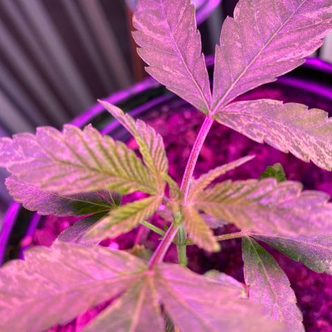Unknown strain growlog timeline photo