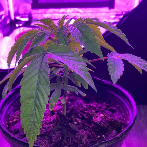 Unknown strain growlog timeline photo