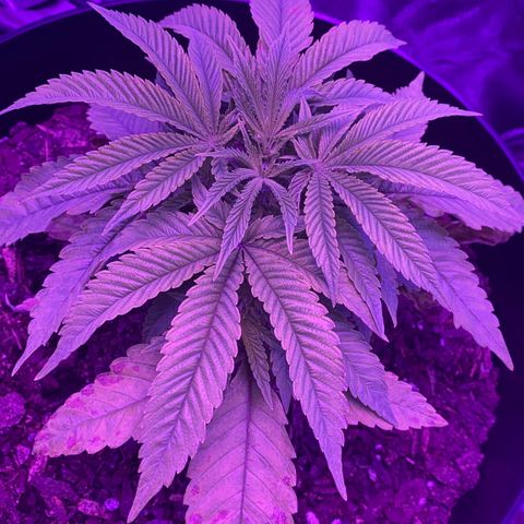 Unknown strain growlog photo: Just a snap! I think she needs more nutrients leaves yellowing 