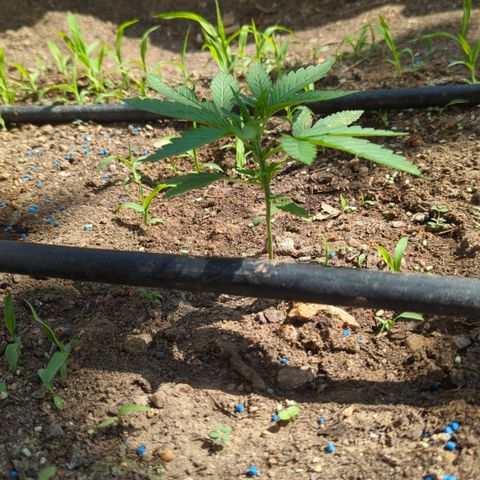 Bruce Banner XXL Auto growlog timeline photo