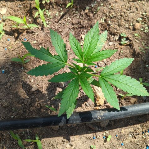 Bruce Banner XXL Auto growlog timeline photo