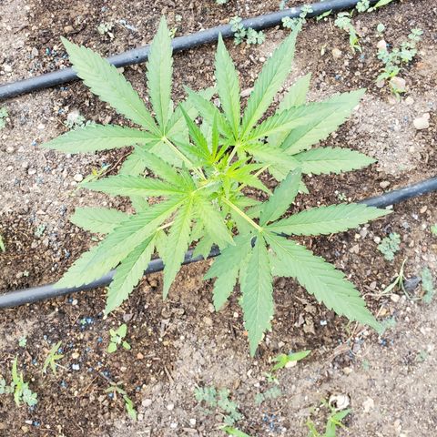 Bruce Banner XXL Auto growlog timeline photo