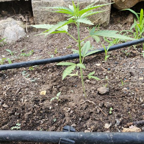 Ripper Haze growlog timeline photo
