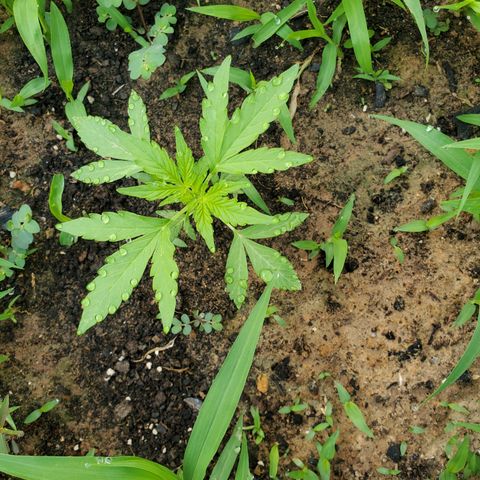 Pineapple Glue Auto growlog timeline photo