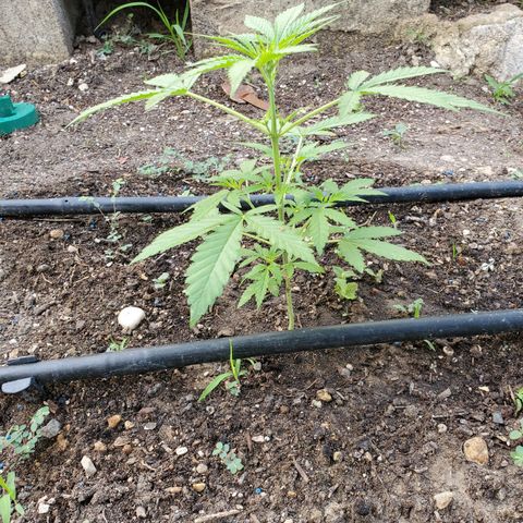 Super Skunk Autoflower growlog timeline photo