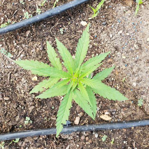 Ripper Haze growlog timeline photo