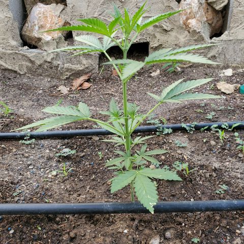 Bruce Banner XXL Auto growlog timeline photo