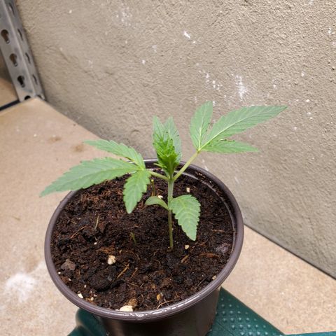 Jacques  growlog timeline photo