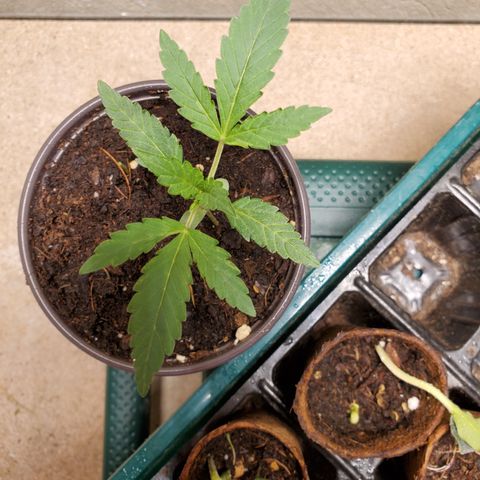 Jacques  growlog timeline photo