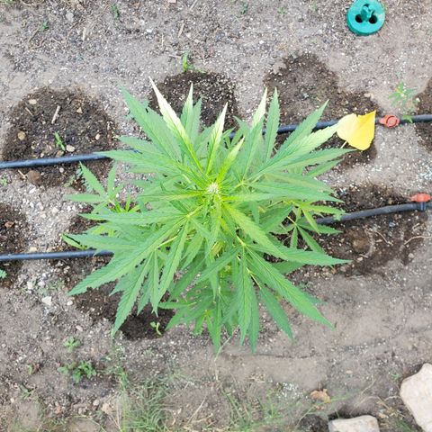 Bruce Banner XXL Auto growlog timeline photo
